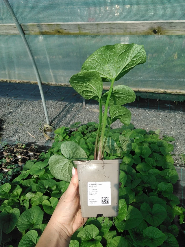 Lielā brunnera - 13. 7. 2026