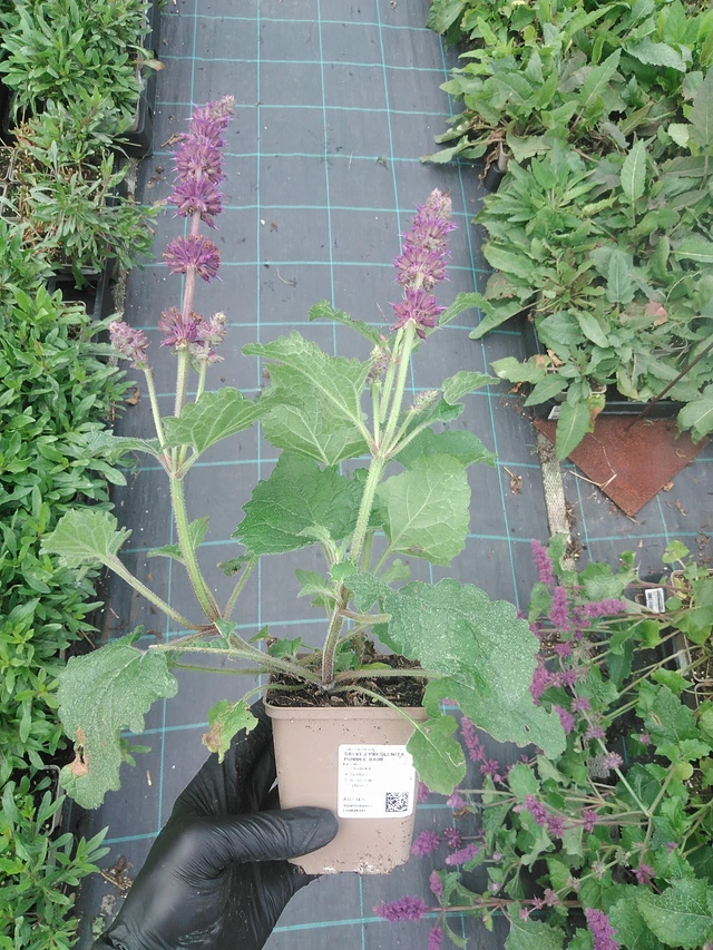 Salvia verticillata Purple Rain - 4. 8. 2025