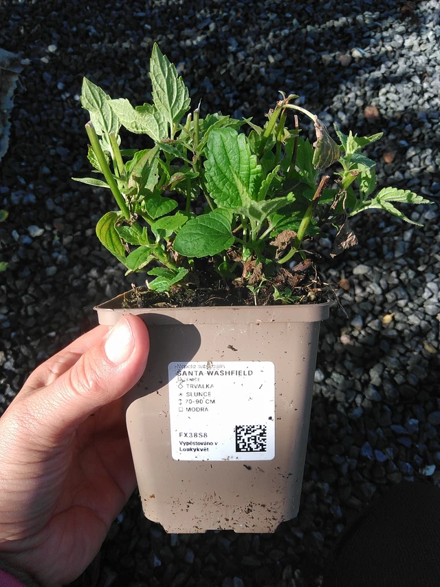 Kissanminttu Washfield - 11. 9. 2025