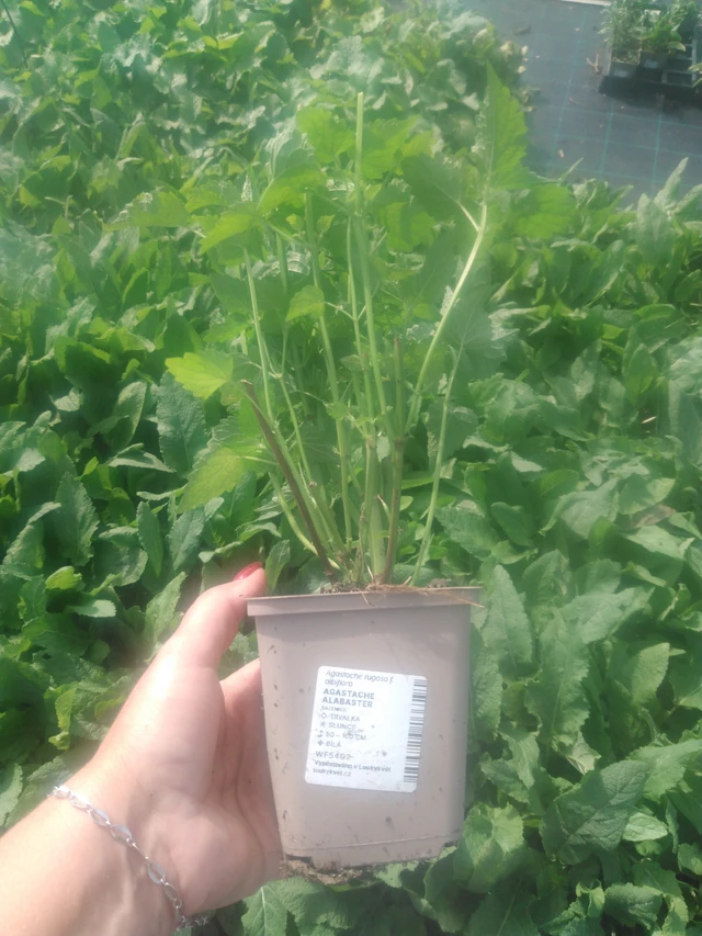 Iiso Alabaster - 2024