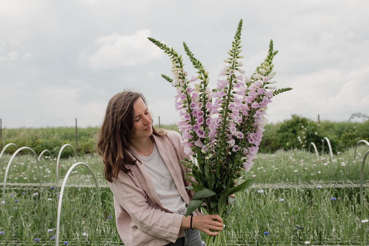 Sormustinkukka Camelot Lavender, Loukykvět