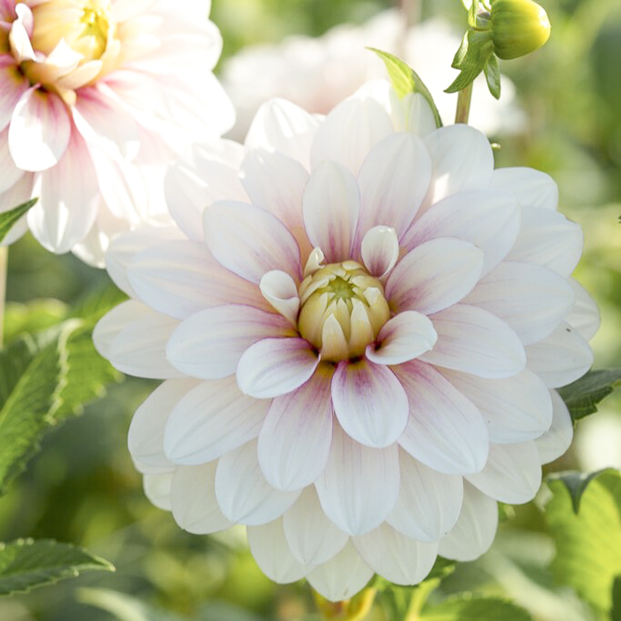 Daalia Christo, Loukykvět