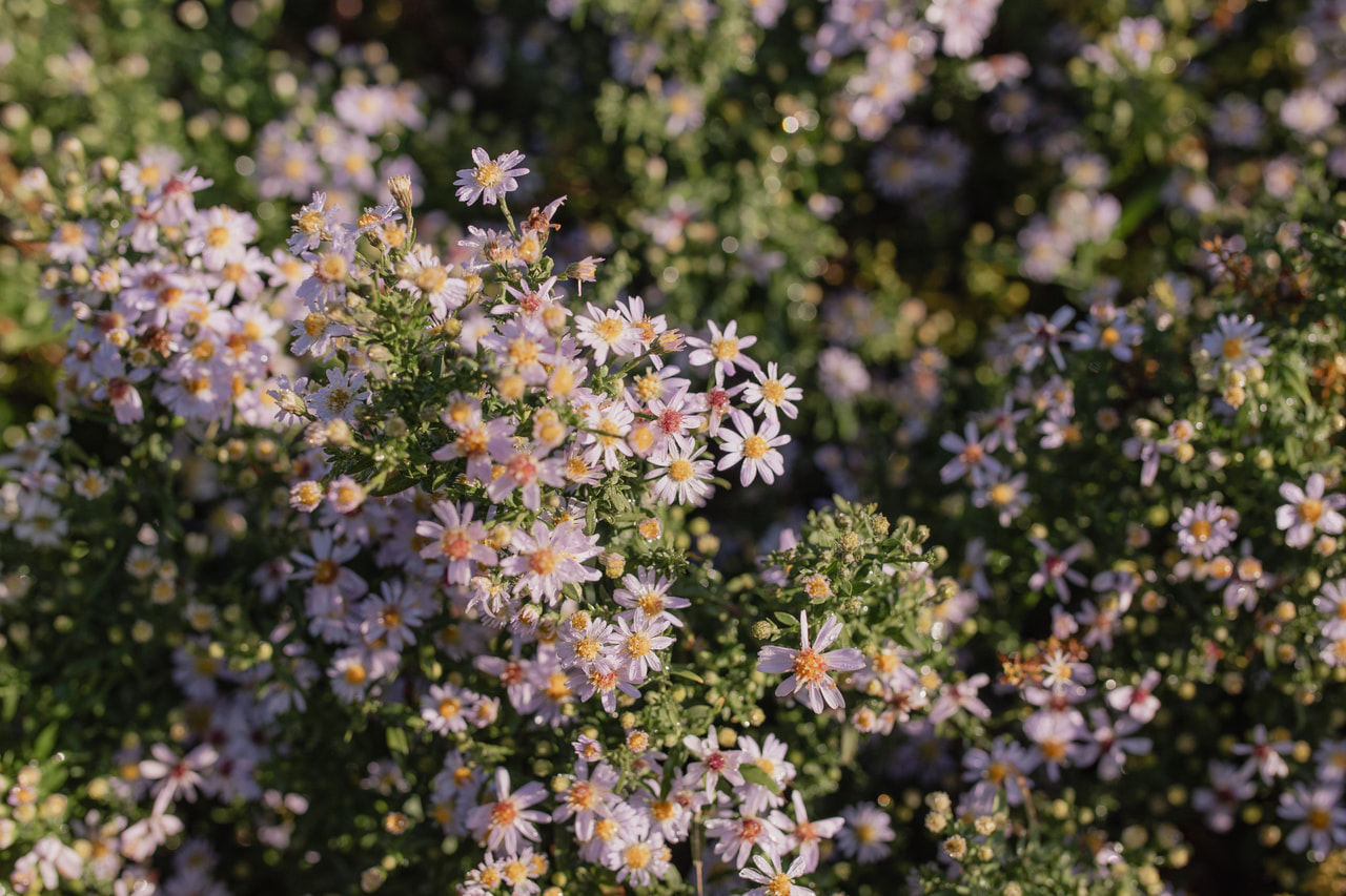 Asteri Erlkönig, Loukykvět