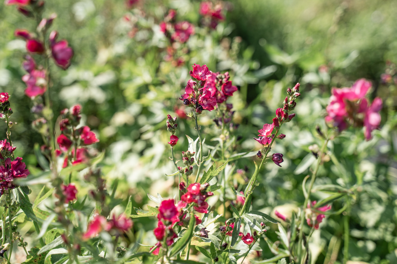 Sidalcea Wine Red, Loukykvět