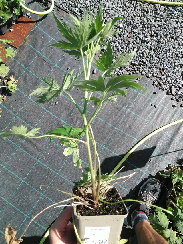 Ritarinkannus Benary’s Pacific Astolat - 19. 8. 2025