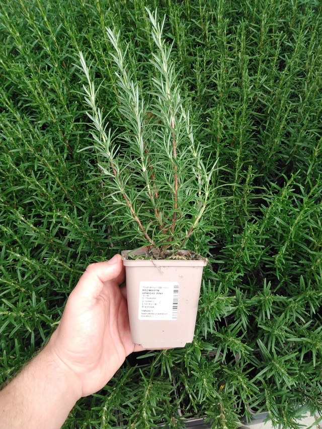 Romero Upright Pink - 2024