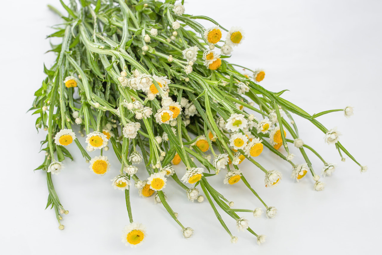 Sirosudenporkkana Grandiflorum, Loukykvět