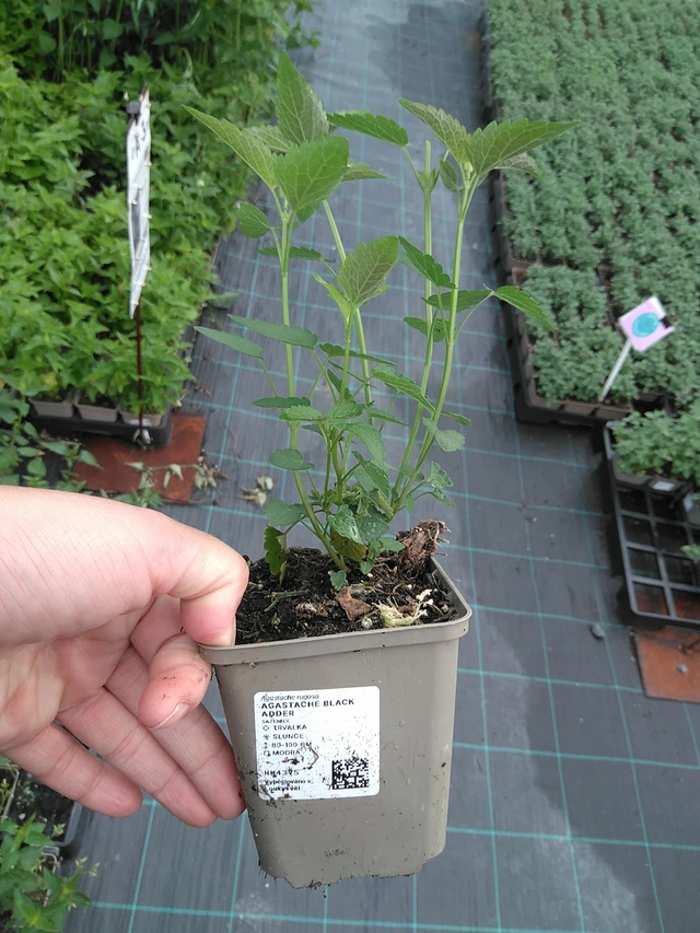 Jätti-iiso Black Adder - 11. 7. 2025