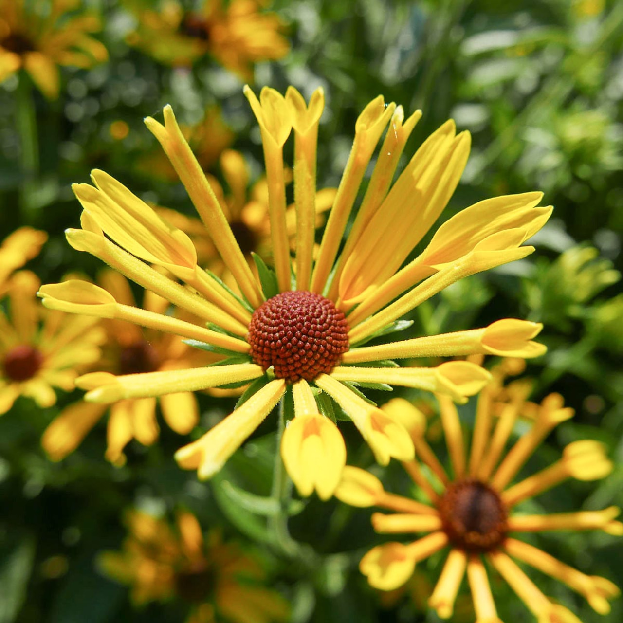 Päivänhattu Little Henry, Loukykvět