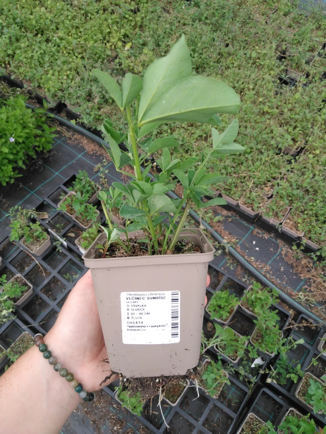 Revonpapu Sunrise - 2024