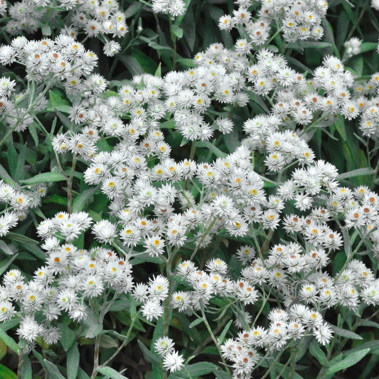 Nukkahapra Sommerschnee, Loukykvět