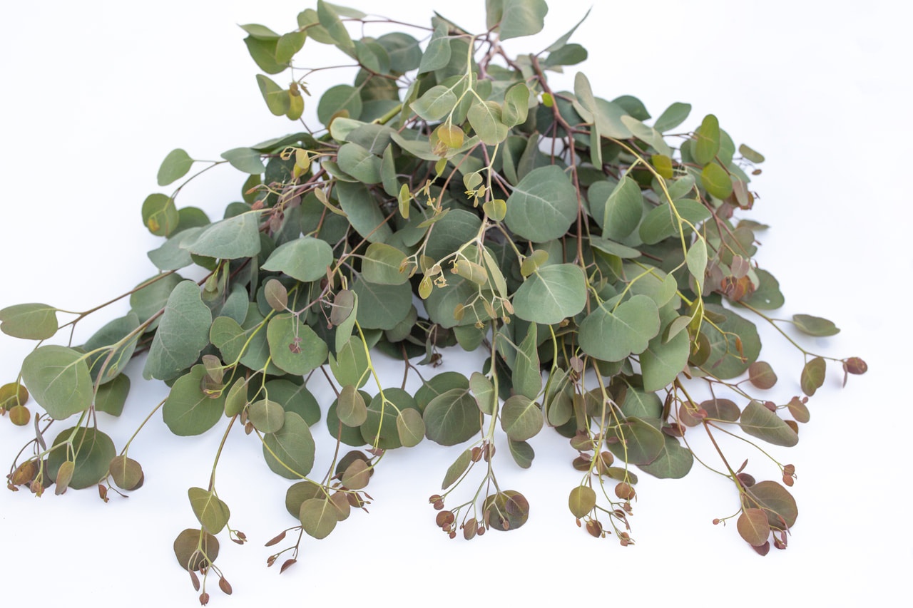 Eucalyptus Polyanthemos, Loukykvět