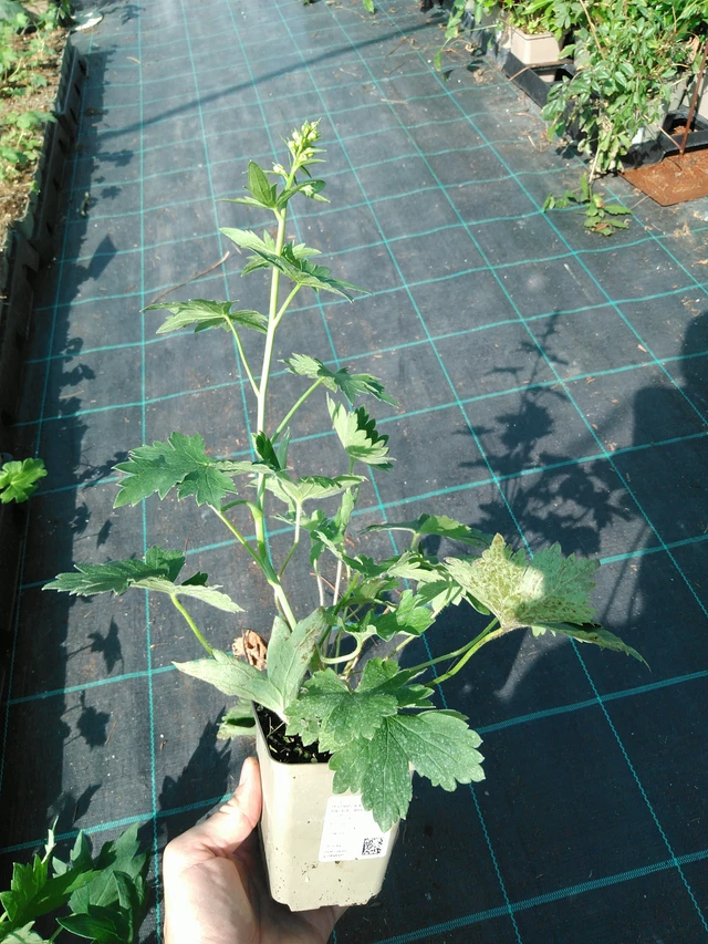 Ritarinkannus Benary’s Pacific Blue Bird - 19. 8. 2025