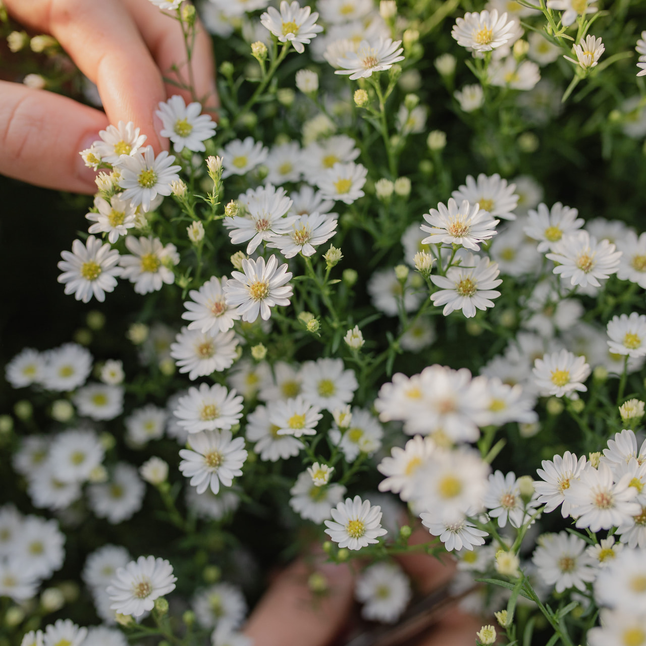 Asteri Pearla, Loukykvět