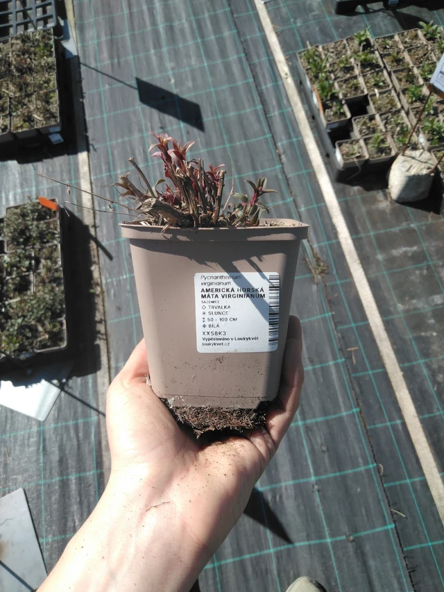 Menta de montaña Virginianum - 3. 4. 2025