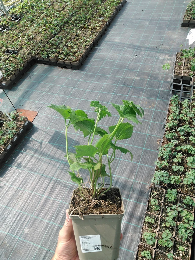 Syysvuokko Whirlwind - 24. 6. 2025