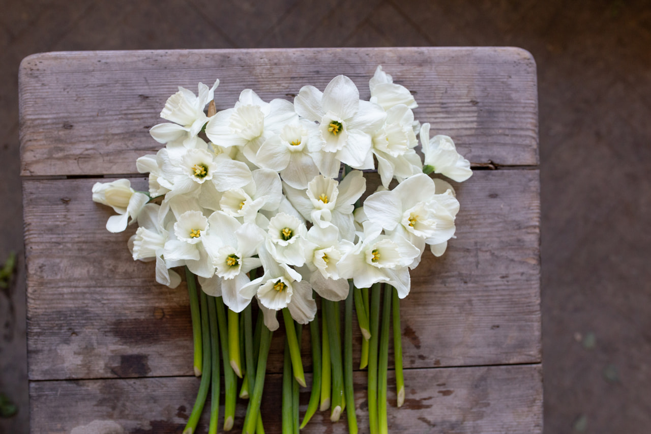 Narsissi Misty Glen, Loukykvět