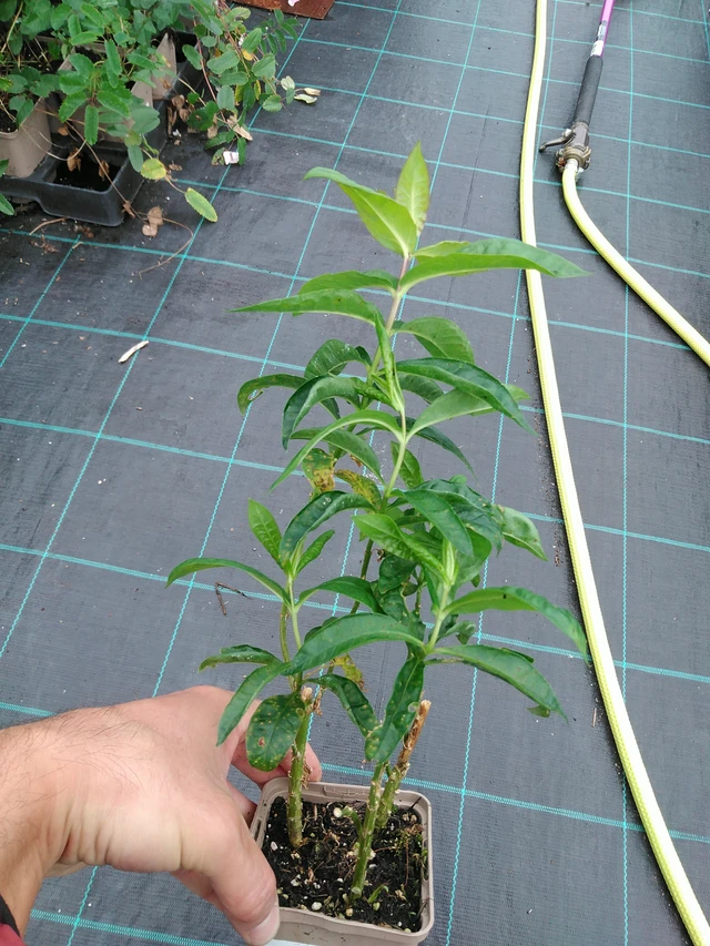 Leimu Sternhimmel - 28. 7. 2025