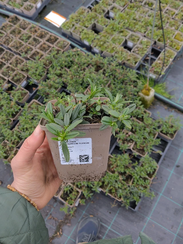 Päivännouto Sulphureum Plenum - 21. 4. 2026