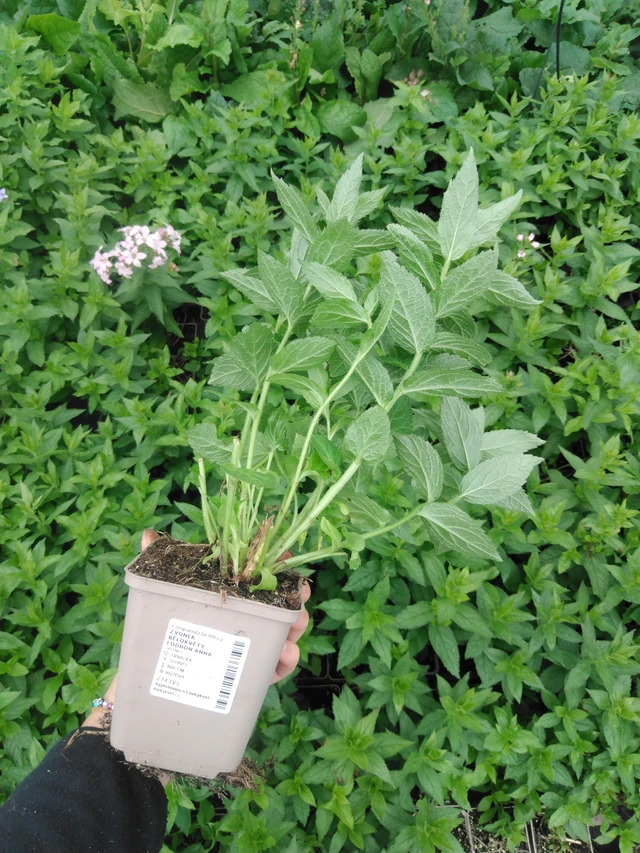 Maitokello Loddon Anna - 2024