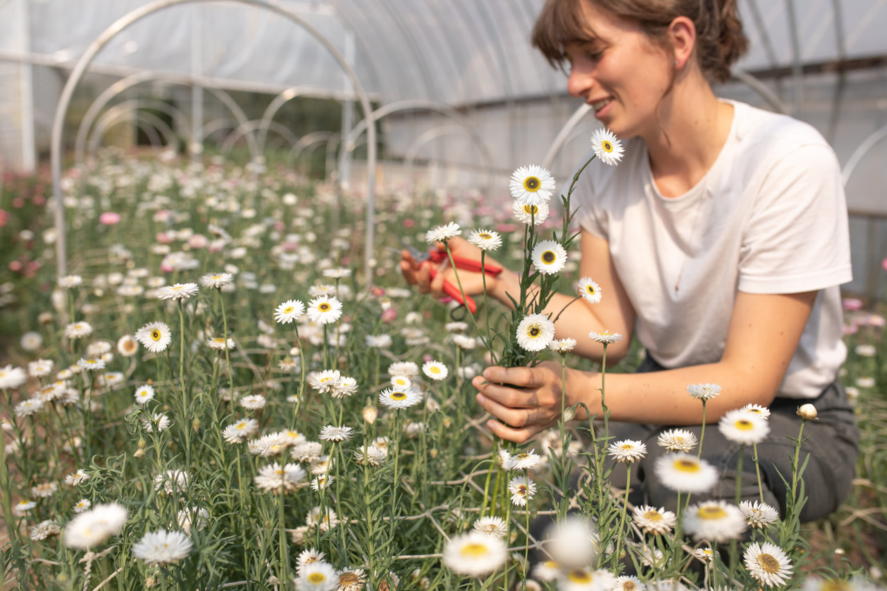Paperikukka Pierrot White, Loukykvět