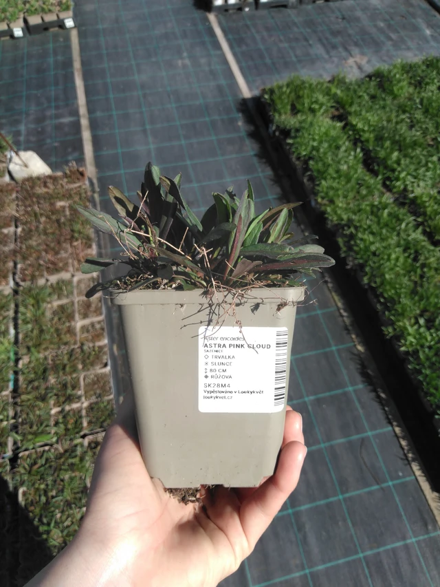 Asteri Pink Cloud - 3. 4. 2025