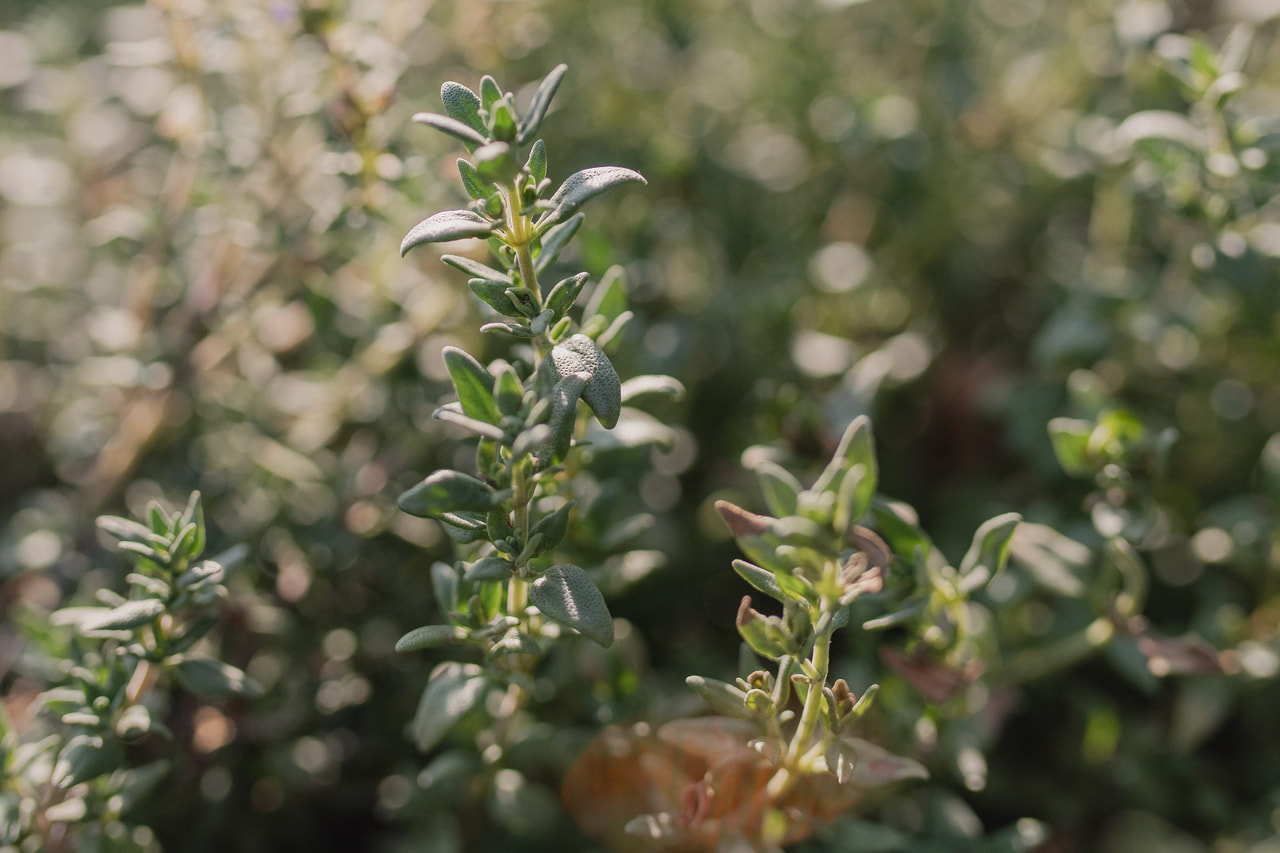Tomillo German Winter, Loukykvět
