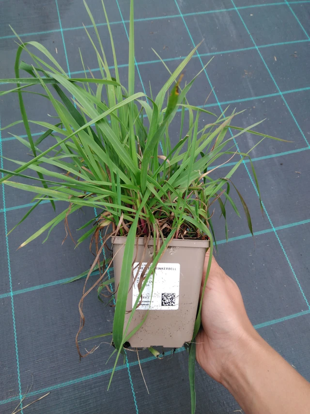 Deschampsia cespitosa Goldtau - 10. 9. 2025