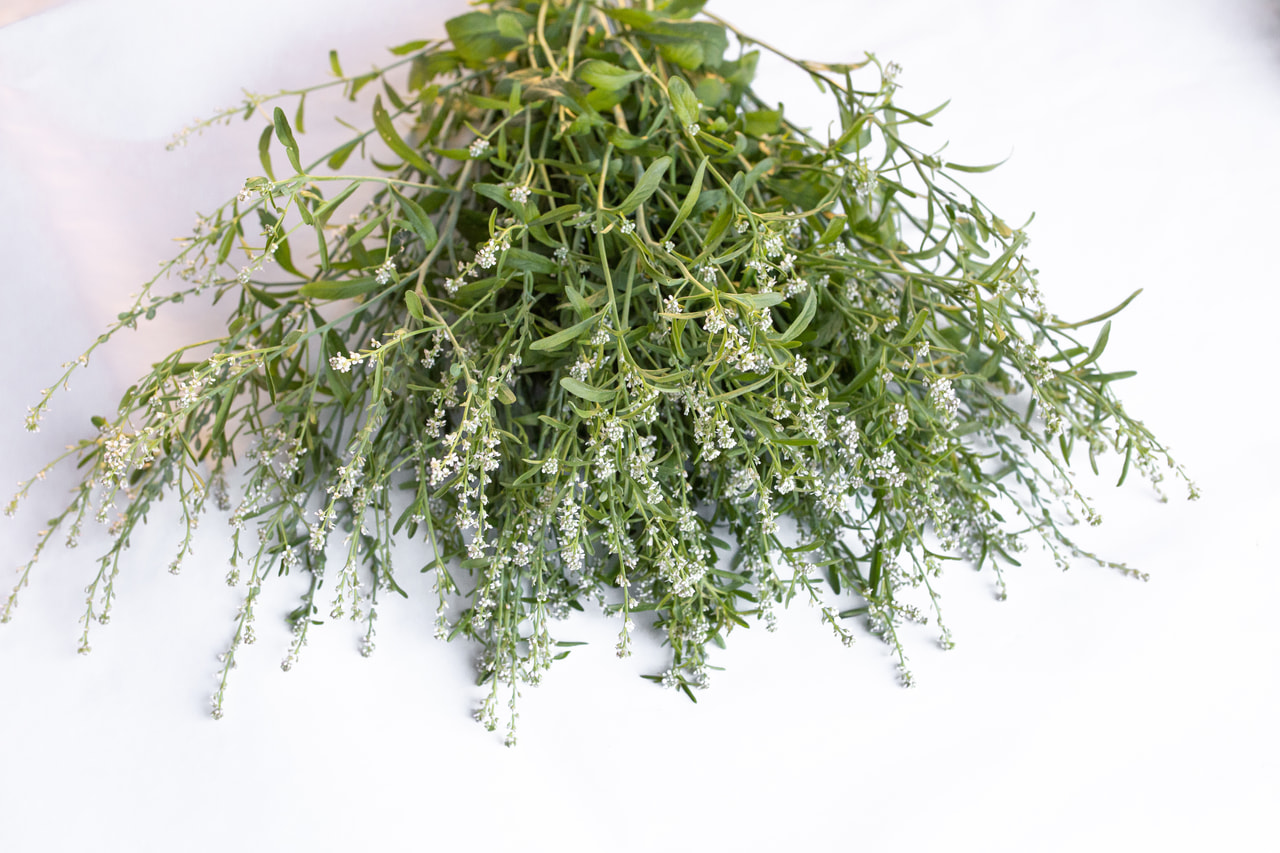 Tuinkers Broad Leaved, Loukykvět