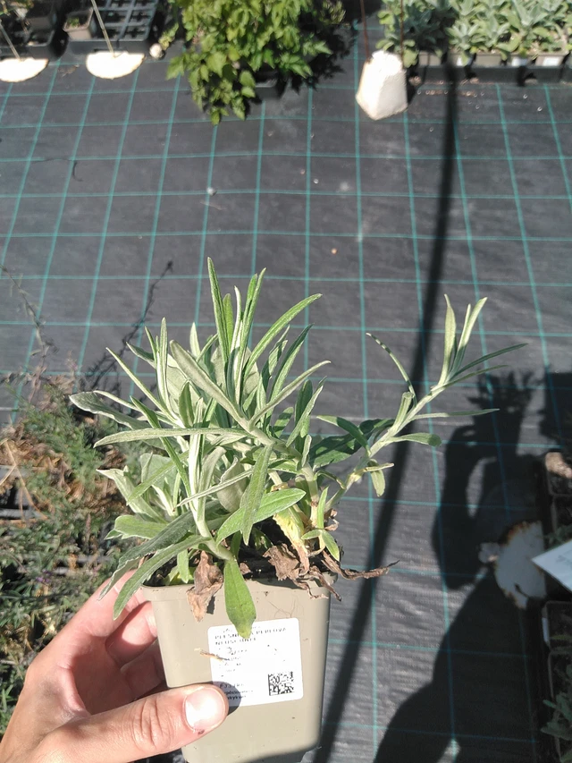 Anaphalis margaritacea Neuschnee - 24. 6. 2025