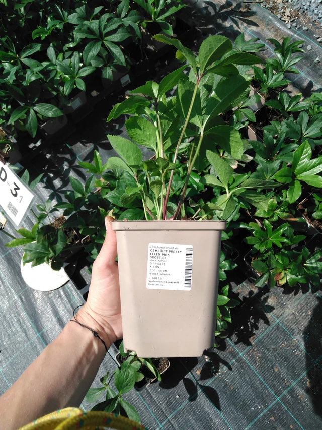 Jouluruusu Pretty Ellen Pink Spotted - 2024