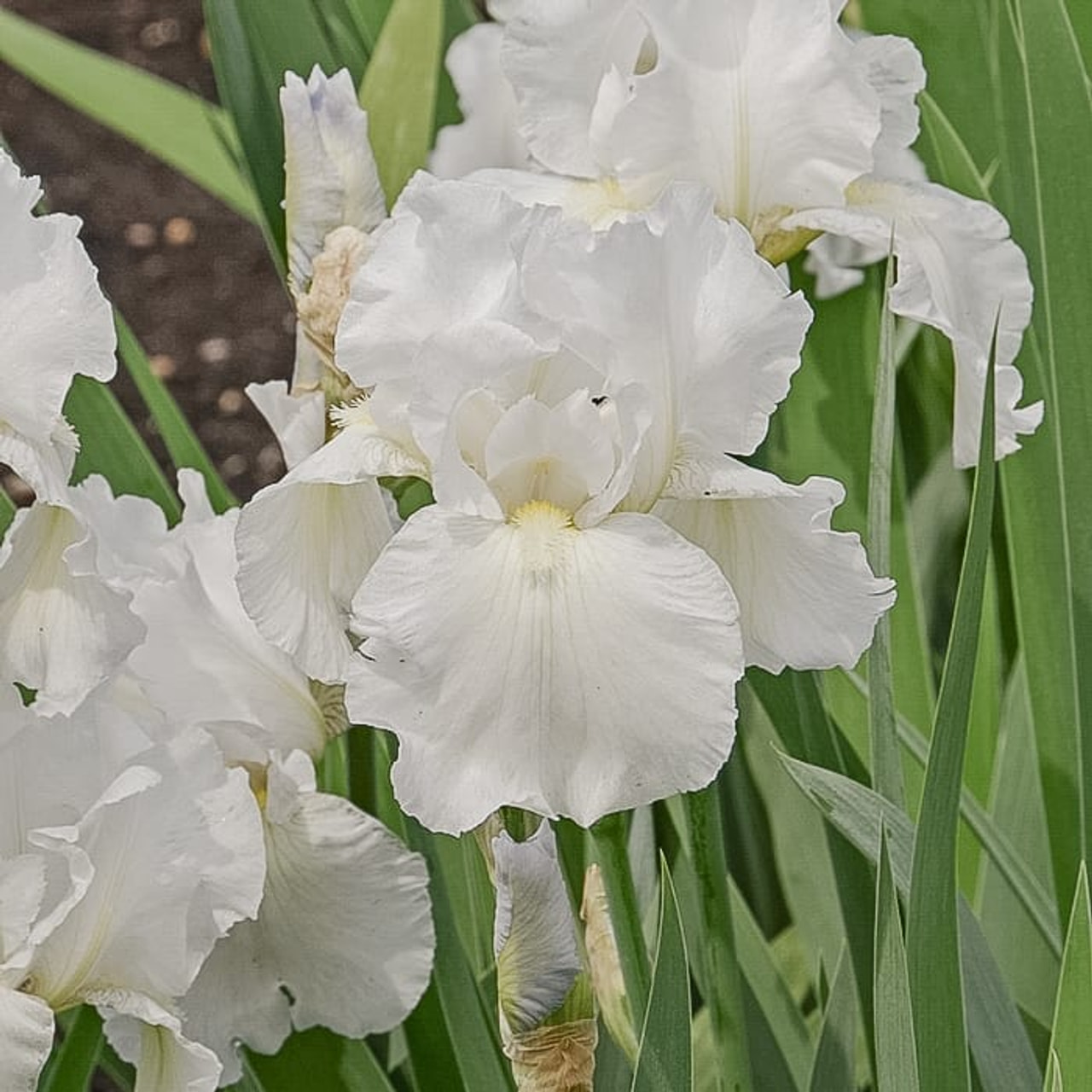 Tarhakurjenmiekka Immortality, Loukykvět