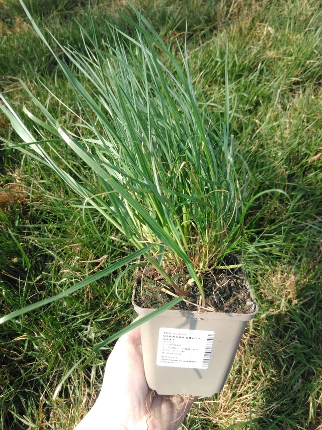 Tähkähelmikkä Silky - 3. 4. 2025