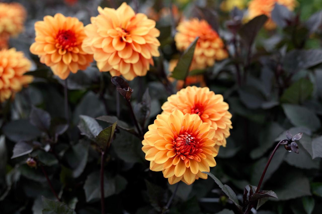 Daalia David Howard, Loukykvět