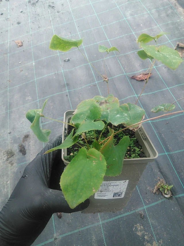 Epimedium Orangekönigin - 10. 9. 2025