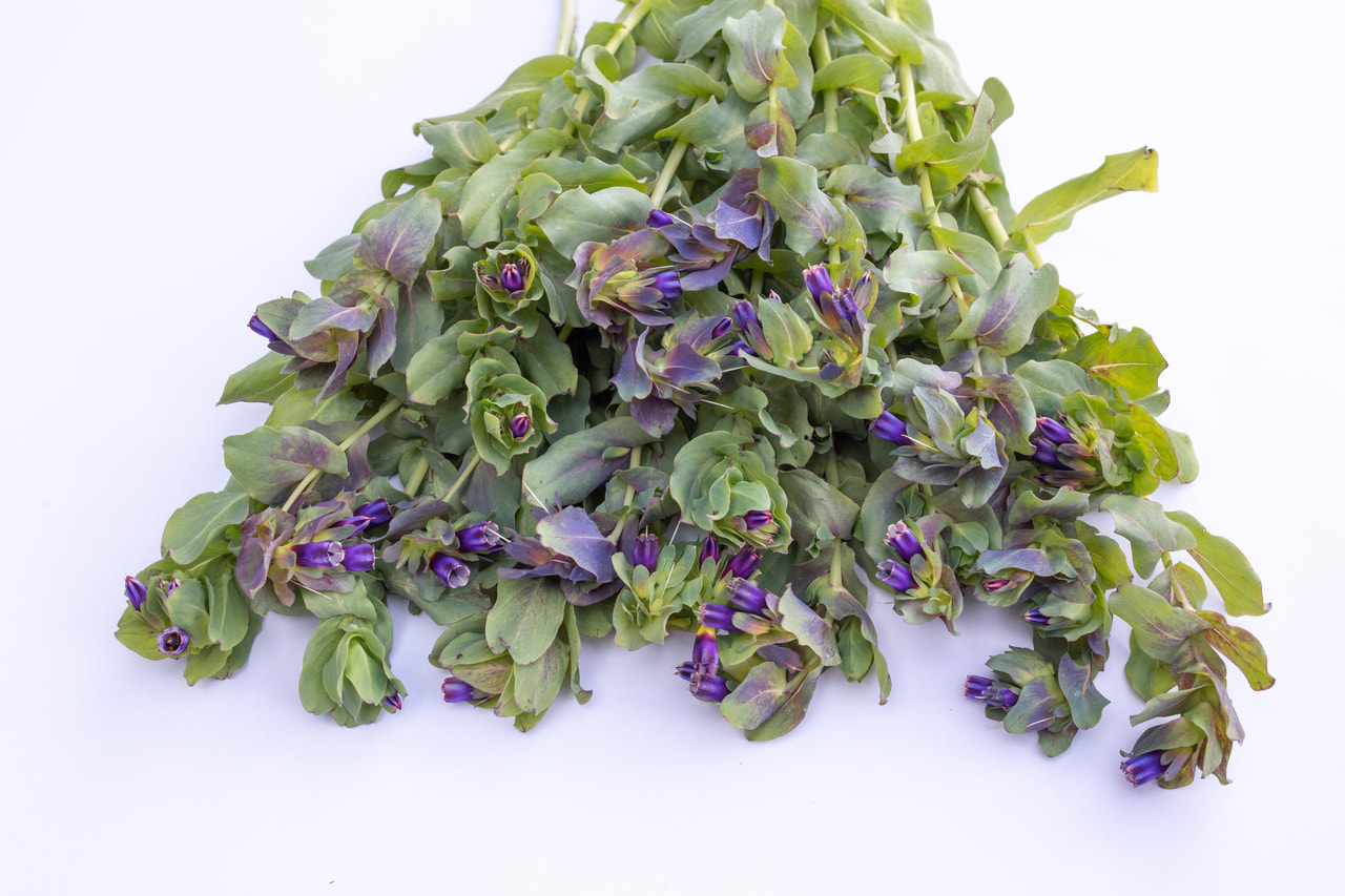 Kæmpe-voksurt violet, Loukykvět