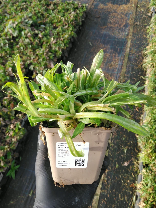 Flor de cuclillo White Robin - 31. 10. 2025