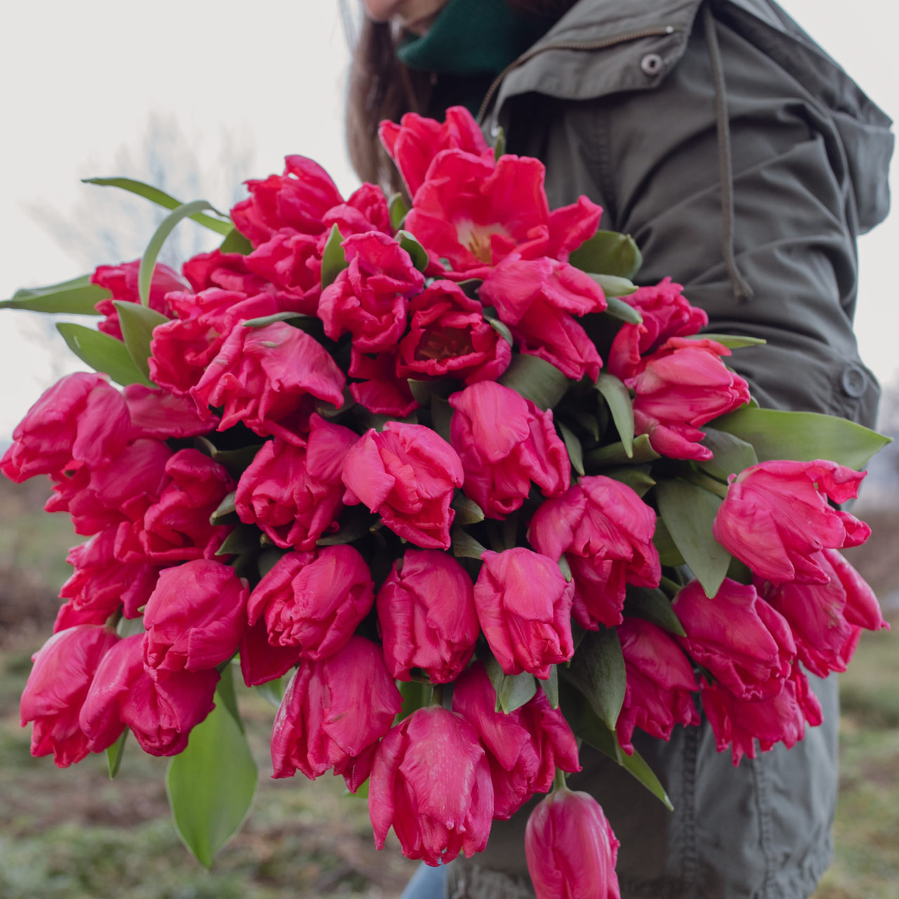 Tulppaani Marvel Parrot, Loukykvět
