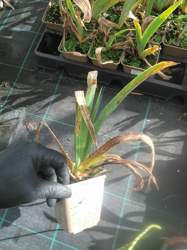 Kurjenmiekka Au Sommet - 13. 10. 2025