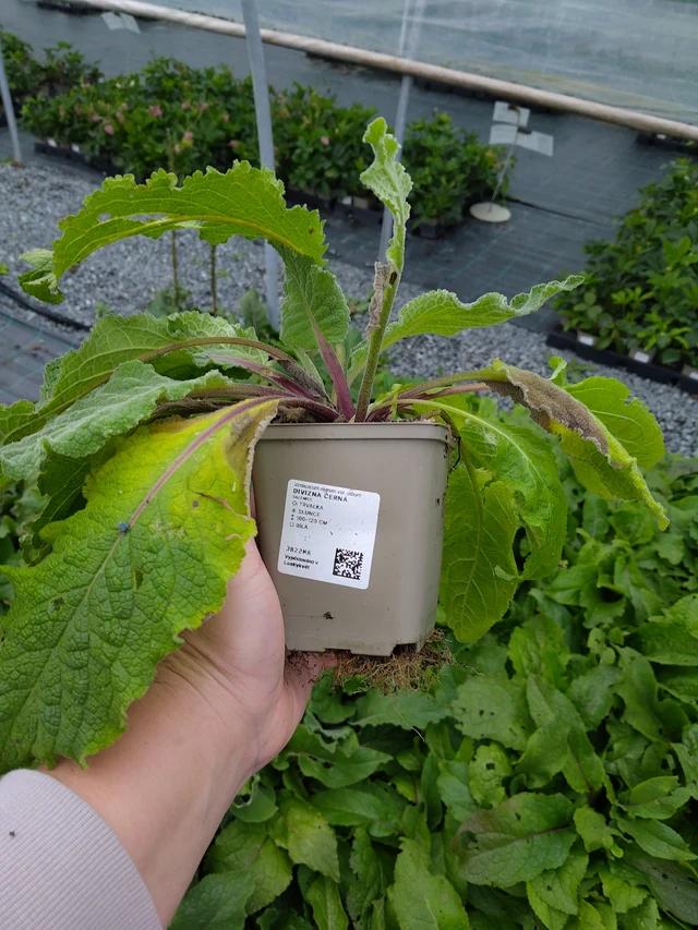 Verbascum nigrum - 10. 10. 2025