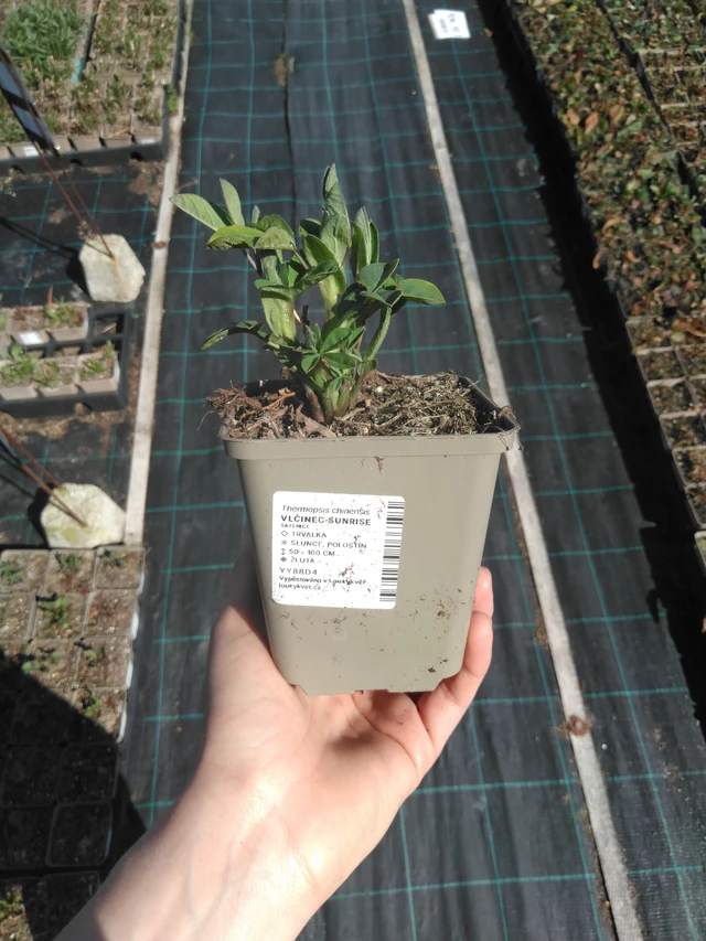 Revonpapu Sunrise - 3. 4. 2025