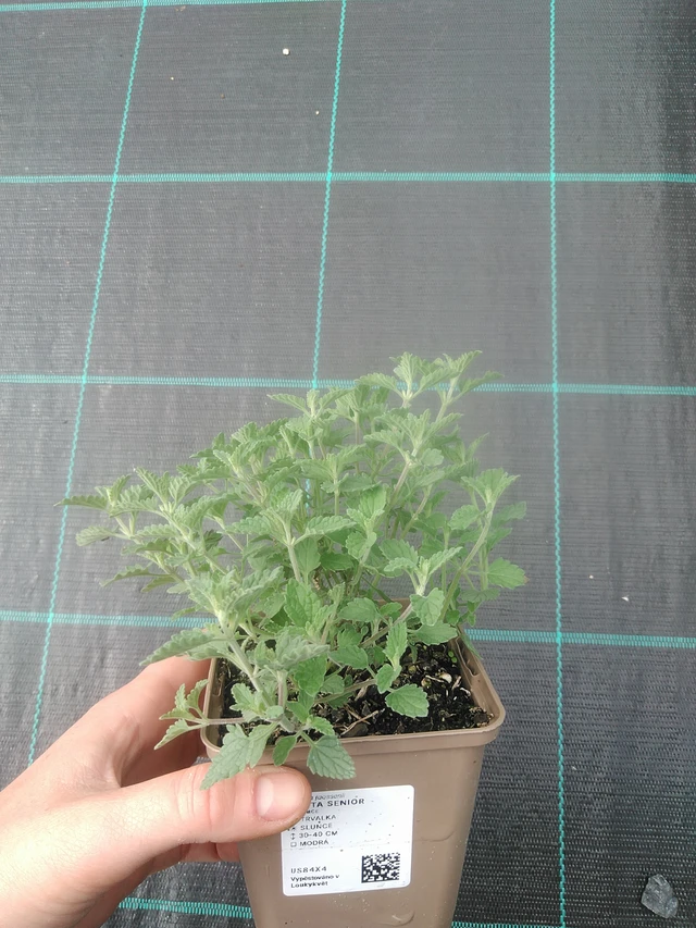 Kissanminttu Senior - 17. 7. 2025