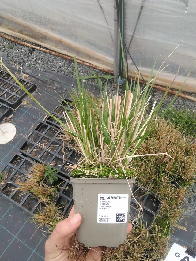 Dochan psárkovitý - 20. 4. 2026