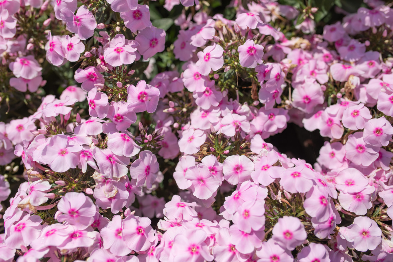 Syysleimu Sweet Summer Sensation, Loukykvět