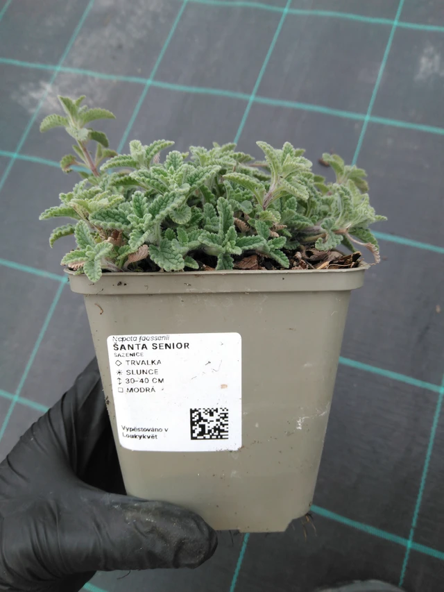 Kissanminttu Senior - 1. 4. 2026