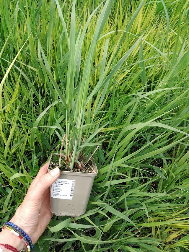 Virginianhirssi Strictum - 9. 6. 2025