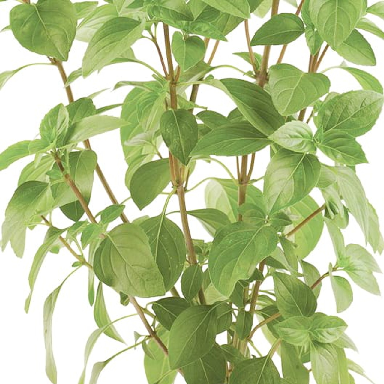 Basilika Ajaka, Loukykvět