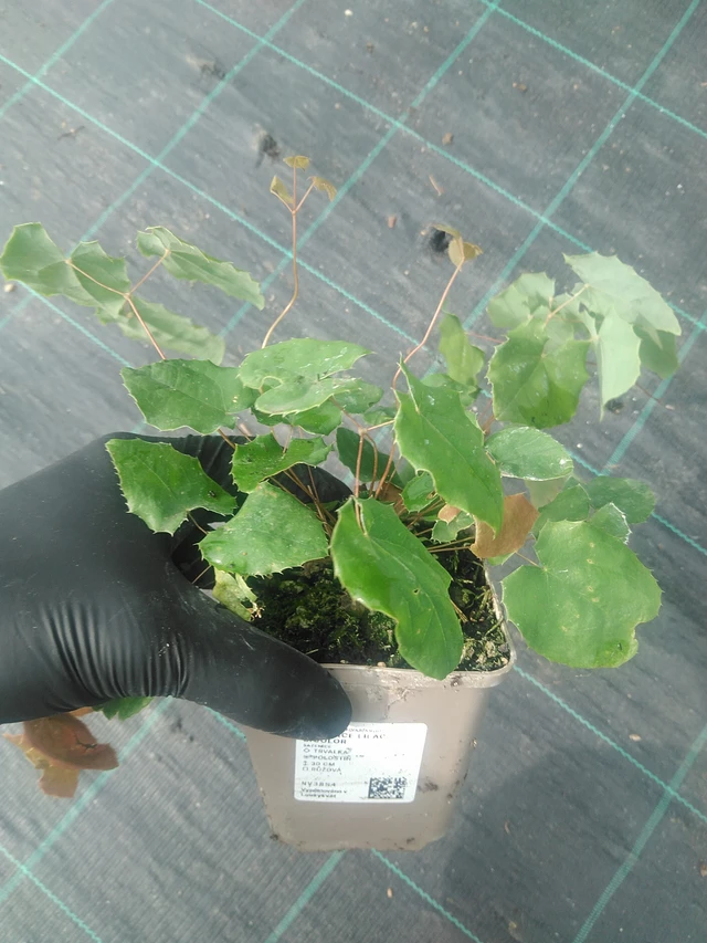 Epimedium Lilac Bicolor - 10. 9. 2025