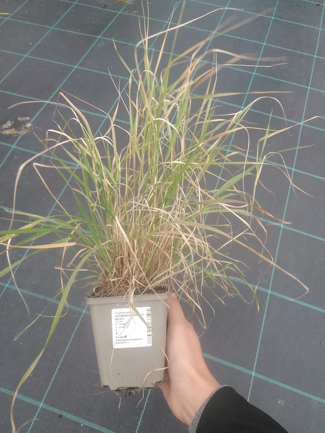 Partaohra Ricky - 10. 10. 2025