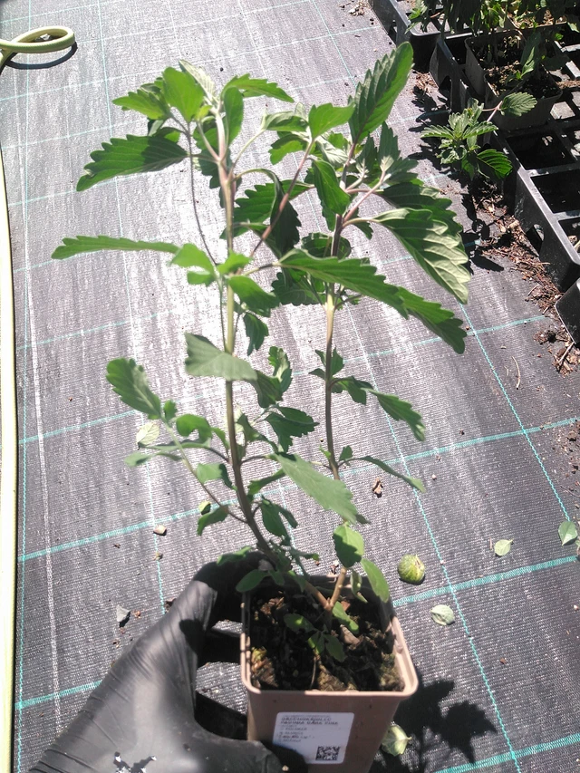 Cariópteris Pagoda Dark Pink - 19. 8. 2025